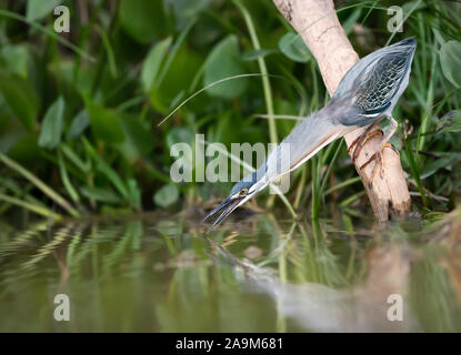 Nahaufnahme eines gekerbten Heron Angeln im Fluss, Pantanal, Brasilien. Stockfoto