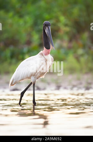 In der Nähe von Jabiru Waten in Wasser bei Sonnenuntergang, Pantanal, Brasilien. Stockfoto