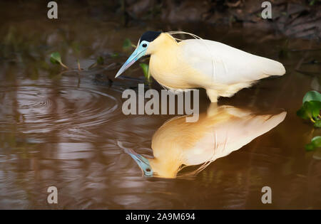 Nahaufnahme von bedeckte Reiher stehend im Wasser, Pantanal, Brasilien. Stockfoto