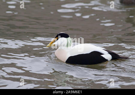 Gemeinsame Eiderente Somateria mollissima, Einzigen, männlichen Erwachsenen Schwimmen im Hafen. Nevsehir, Northumberland, Großbritannien. Stockfoto