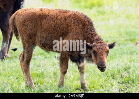 Bison Kalb Beweidung im Yukon, Kanada Stockfoto