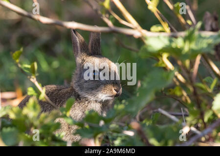 Nahaufnahme niedlichen wilden Baby UK Kaninchen (Oryctolagus cuniculus) isoliert im Freien versteckt in UK Waldunterholz, spähend aus Schatten. Osterhasen. Stockfoto