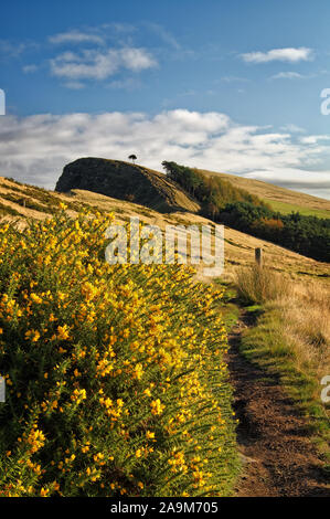 Großbritannien, Derbyshire, Peak District, Fußweg zurück Tor mit Ginster an der Seite des großen Ridge. Stockfoto