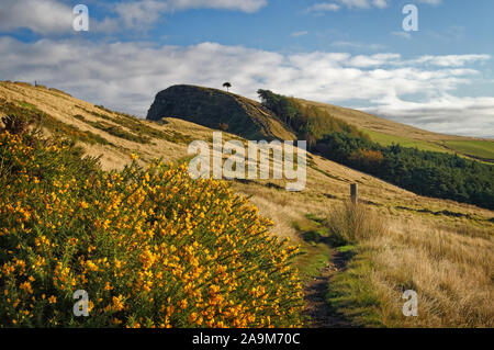 Großbritannien, Derbyshire, Peak District, Fußweg zurück Tor mit Ginster an der Seite des großen Ridge. Stockfoto