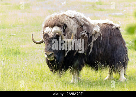 Ein Muskox im Yukon, Kanada gefunden Stockfoto