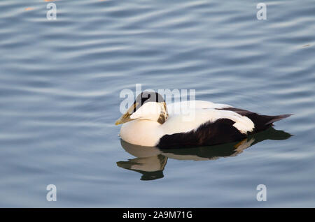 Gemeinsame Eiderente Somateria mollissima, Einzigen, männlichen Erwachsenen Schwimmen im Hafen. Nevsehir, Northumberland, Großbritannien. Stockfoto