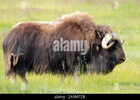 Ein Muskox im Yukon, Kanada gefunden Stockfoto