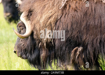 Ein Muskox im Yukon, Kanada gefunden Stockfoto