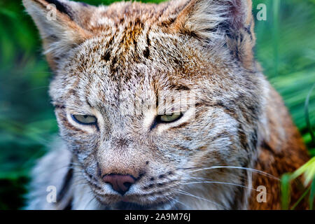 Luchs Porträt im Yukon, Kanada. Stockfoto