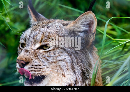 Luchs Porträt im Yukon, Kanada. Stockfoto