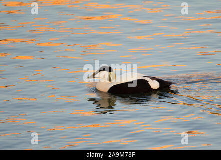 Gemeinsame Eiderente Somateria mollissima, Einzigen, männlichen Erwachsenen Schwimmen im Hafen. Nevsehir, Northumberland, Großbritannien. Stockfoto