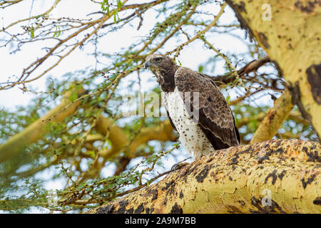 Einen erwachsenen Martial Eagle in einer Akazie Baum gehockt, Vorwärts suchen, Querformat, Ol Pejeta Conservancy, Laikipia, Kenia, Afrika Stockfoto