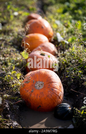 Eine Reihe von Kürbisse in ein feuchtes Feld. Geringe Tiefe von mit Schwerpunkt auf erste Früchte abgelegt. Stockfoto