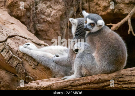 Madagaskar Lemur Exponat, der Bronx Zoo, Wildlife Conservation Society, Bronx Park, Bronx, NYC Stockfoto