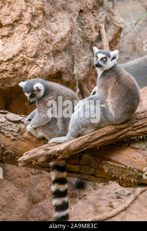 Madagaskar Lemur Exponat, der Bronx Zoo, Wildlife Conservation Society, Bronx Park, Bronx, NYC Stockfoto