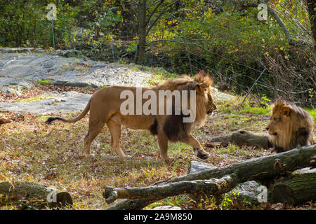 Lion aufweisen, die Bronx Zoo, der Wildlife Conservation Society, Bronx Park, Bronx, New York Stockfoto