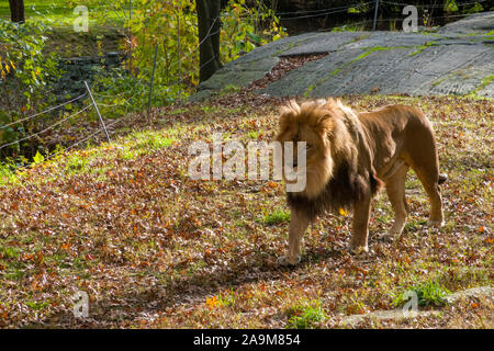 Lion aufweisen, die Bronx Zoo, der Wildlife Conservation Society, Bronx Park, Bronx, New York Stockfoto