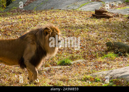 Lion aufweisen, die Bronx Zoo, der Wildlife Conservation Society, Bronx Park, Bronx, New York Stockfoto