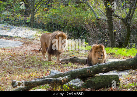 Lion aufweisen, die Bronx Zoo, der Wildlife Conservation Society, Bronx Park, Bronx, New York Stockfoto