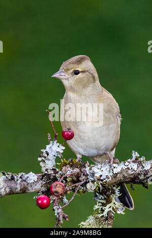 Die nahrungssuche weiblichen Buchfink im Herbst in Mid Wales Stockfoto