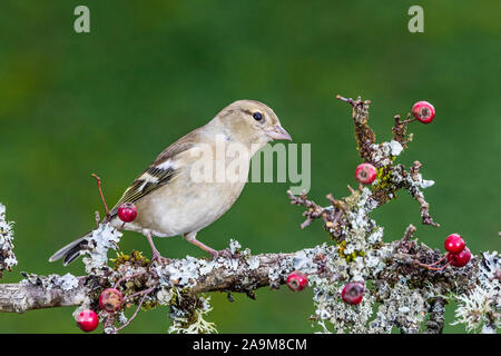 Die nahrungssuche weiblichen Buchfink im Herbst in Mid Wales Stockfoto