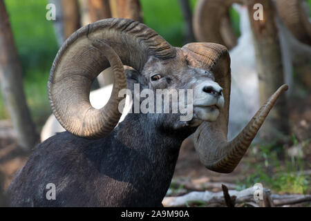 Stein Schafe (Ovis dalli stonei), Yukon, Kanada. Stockfoto