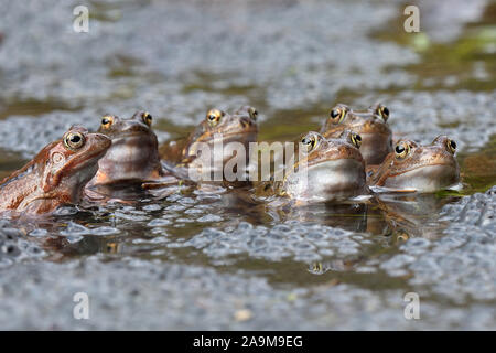 Grasfrosch (Rana Temporaria) Grasfrosch Stockfoto