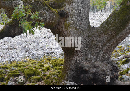 Der Großvater, ein hundertjähriger Eichen in der Sierra Madrona Park, Südspanien Stockfoto