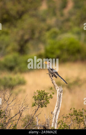 Yellow billed Hornbill (Tockus Leucomelas) auf einem Zweig, Pilanesberg Nationalpark, Südafrika. Stockfoto