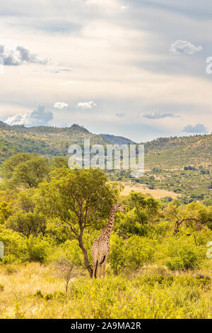 Schöne Landschaft mit einer Giraffe (Giraffa Camelopardalis), Pilanesberg Nationalpark, Südafrika. Stockfoto