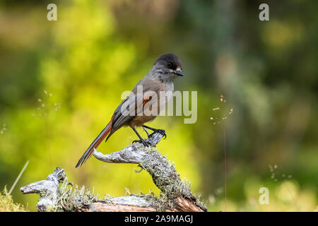 Unglückshäher (Perisoreus infaustus) Sibirische Jay Stockfoto