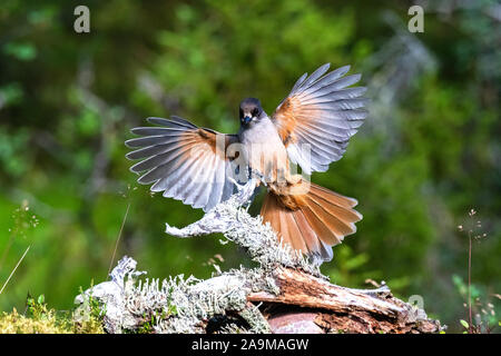 Unglückshäher (Perisoreus infaustus) Sibirische Jay Stockfoto