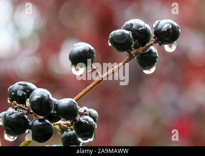 03. Oktober 2019, Thüringen, Oberhof: Regentropfen hängen an den Beeren eines Liguster Strauch. Foto: Soeren Stache/dpa-Zentralbild/ZB Stockfoto