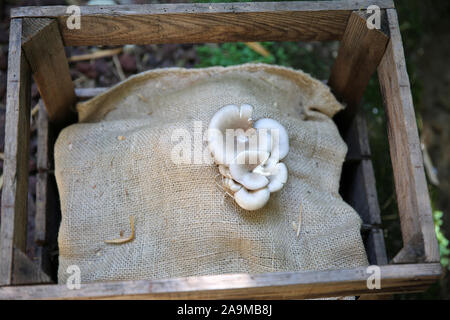 Pilze, die in einer Holzkiste auf dem Sacken wachsen, Fontaines Petrifiant Gardens, La Sône, Frankreich Stockfoto