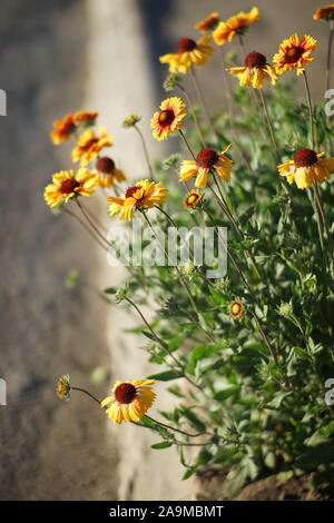 Gelb Orange Blumen gaillardia wachsen im Sommergarten. Stockfoto