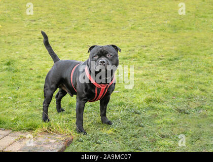 Schwarz Staffordshire Bull Terrier Hund trägt eine rote Kabelbaum stehen auf Gras in die Kamera schaut. Stockfoto