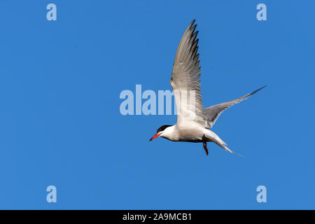 Seeschwalbe Flussseeschwalbe (Sterna Hirundo) Stockfoto
