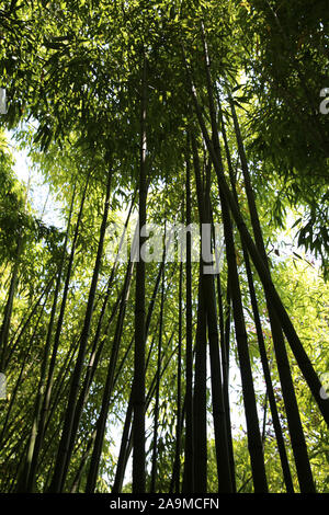 Fontaines Petrifiant Gardens, La Sône, Frankreich Stockfoto