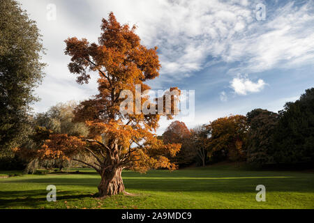 Distichum Taxodium distichum, Swamp Cypress Baum im Herbst Laub im englischen Parklandschaft wachsen, Alexandra Park, Hastings, East Sussex, England, Großbritannien