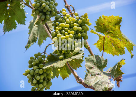 Vining grüne Weintrauben vor blauem Himmel - close-up und selektiven Fokus Stockfoto