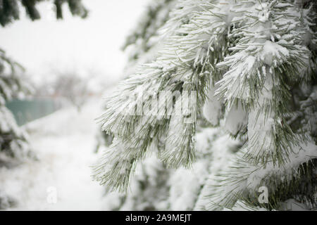 Flauschigen weißen Schnee auf Grünen Tannennadeln. Stockfoto