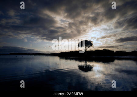 Ein einzelner Baum auf einer Insel in Christchurch Harbour, Dorset Stockfoto