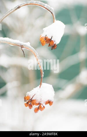 Rote trockene Beeren der viburnum durch Schnee und Eis bedeckt. Wintergarten. Stockfoto