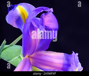 Blaue Flagge Iris Versicolor Kurve und Farbe Studie auf dunklem Hintergrund. Stockfoto