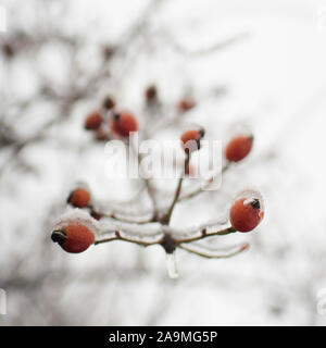 Rote Hagebutten Beeren in Schnee und Eis bedeckt. Wintergarten Stockfoto