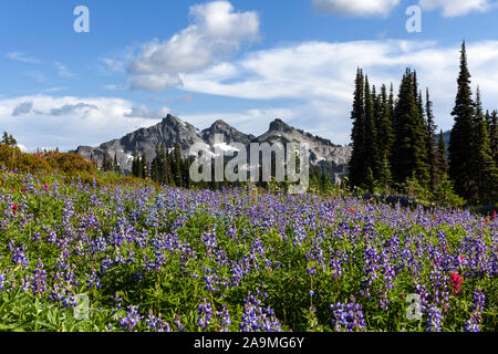 WA 17287-00 ... WASHINGTON - Die Tatoosh reichen von Mazama Ridge in Mount Rainier National Park gesehen. Stockfoto