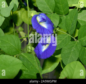 Clitoria ternatia Kordofanerbse, Erbsen, ist ein aehnliches Gemuese. Erbse, Clitoria ternatea Kordofan, ist ein Erbsen - wie Gemüse. Stockfoto