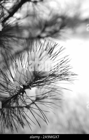 Kiefer Zweig mit Schnee im Winter Garten bedeckt. Schwarz-weiß Foto. Stockfoto