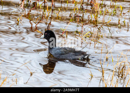 Eine gemeinsame Blässhuhn (Fulica atra) mit Wassertropfen auf dem Rücken, die in der San Luis National Wildlife Refuge in Kalifornien USA Stockfoto