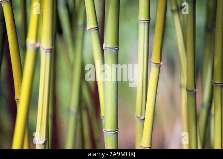 Phyllostachys aureosulcata Californica: Close-up von Bambusrohren, Nuthurst, Horsham, West Sussex, Großbritannien Stockfoto